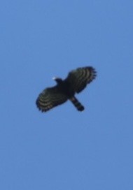 Kara Atmaca Kartalı - ML644442204