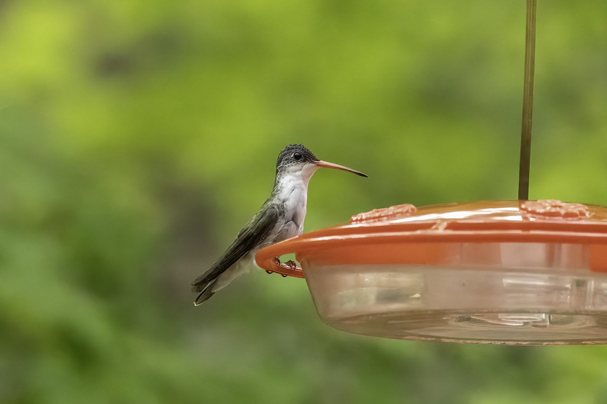 fioletthettekolibri - ML644442208