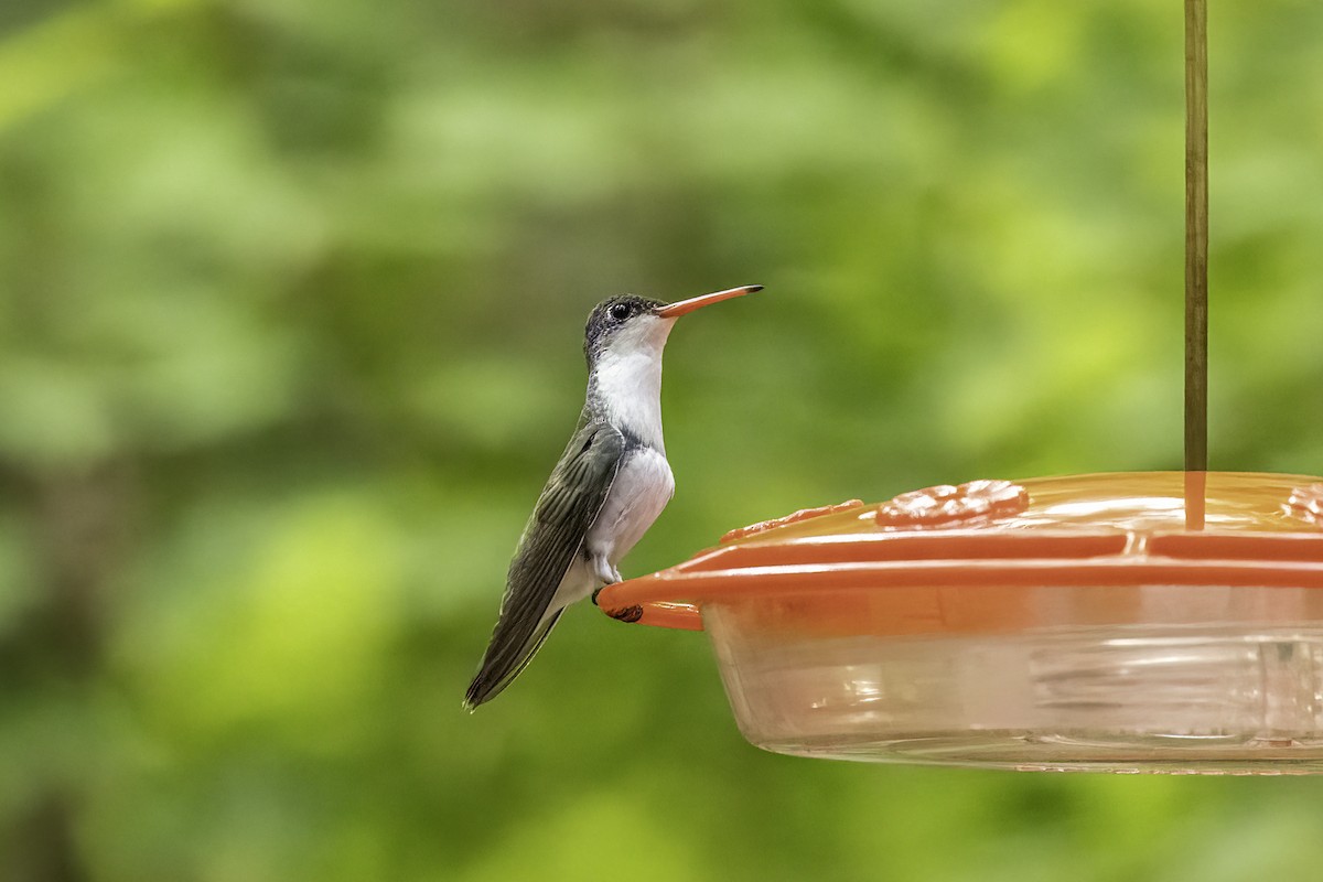 fioletthettekolibri - ML644442209