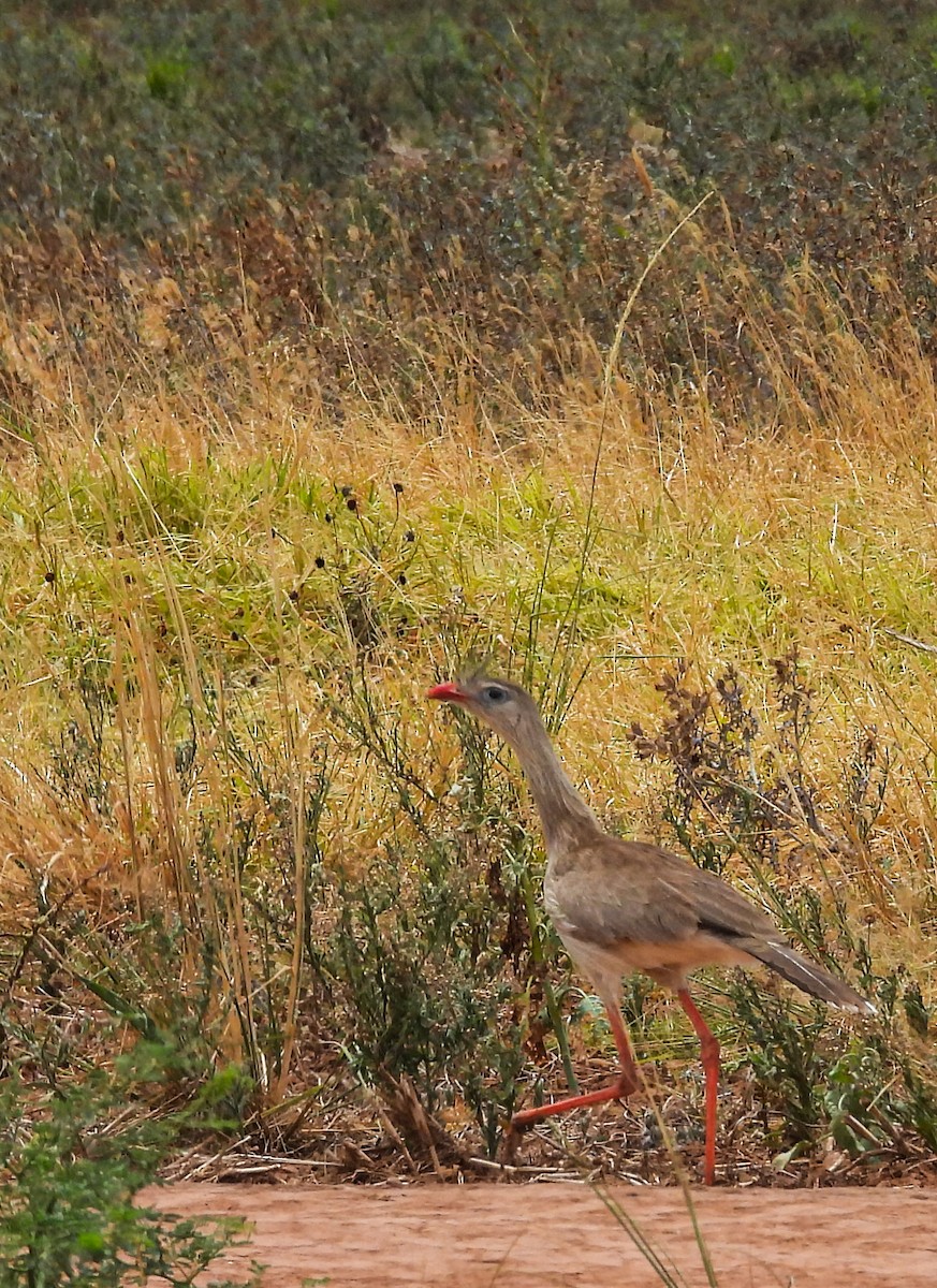 Red-legged Seriema - ML644442210