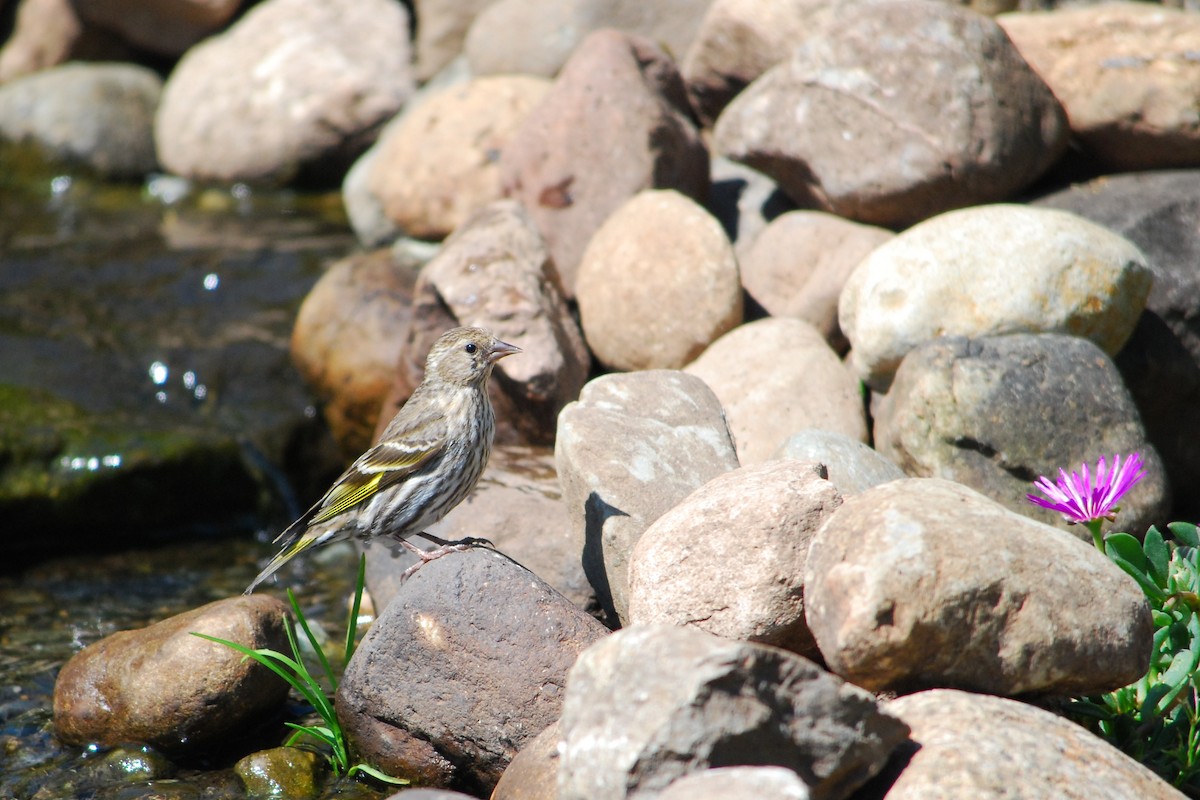 Pine Siskin - ML644442211