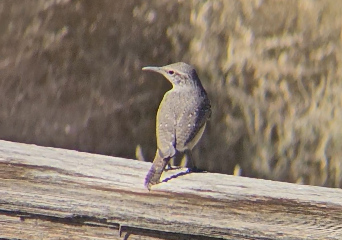 Rock Wren - ML644442212