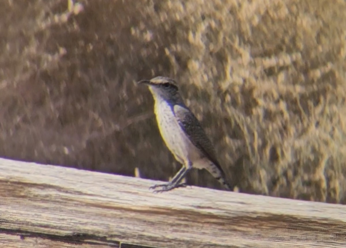 Rock Wren - ML644442213
