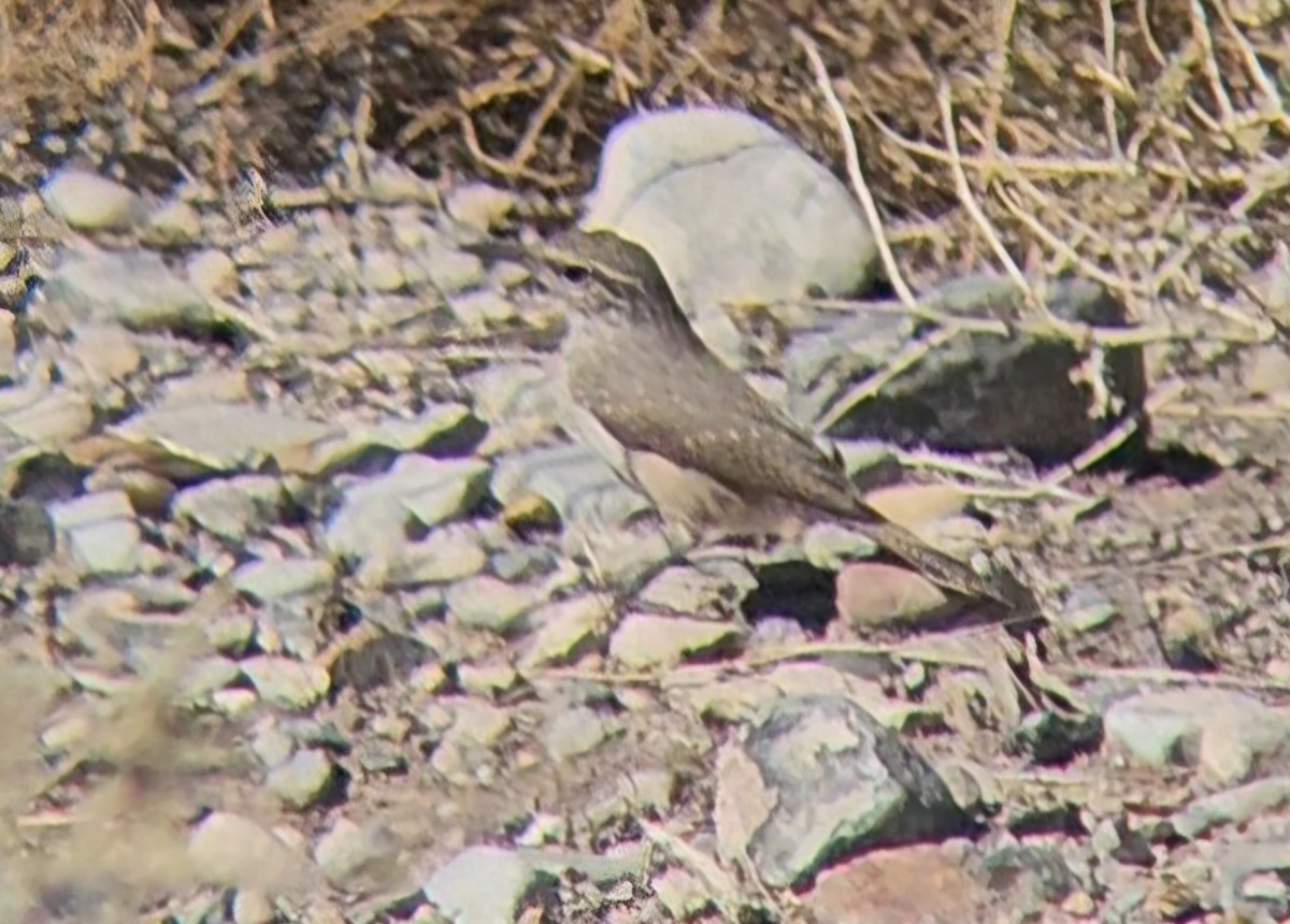 Rock Wren - ML644442214