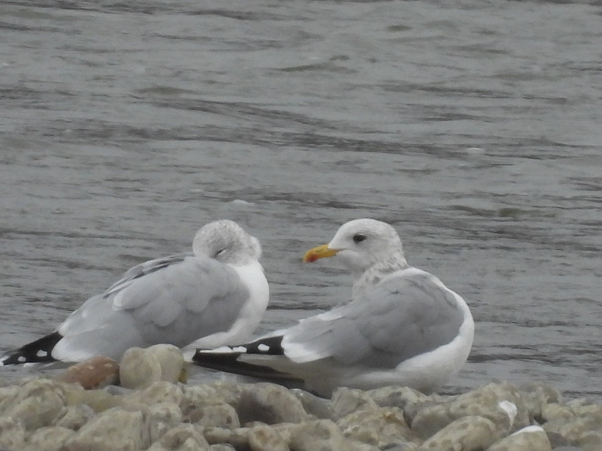 アイスランドカモメ（亜種 カナダカモメ） - ML644442215