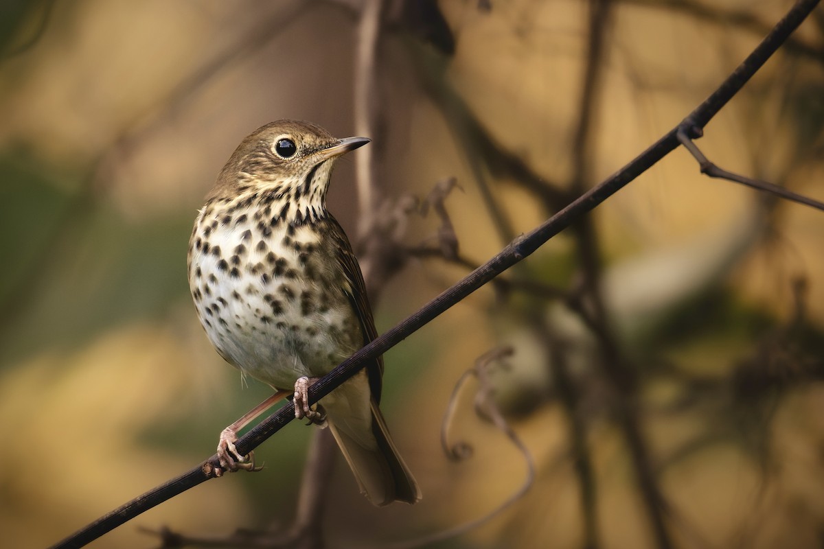 eremittskogtrost - ML644442217