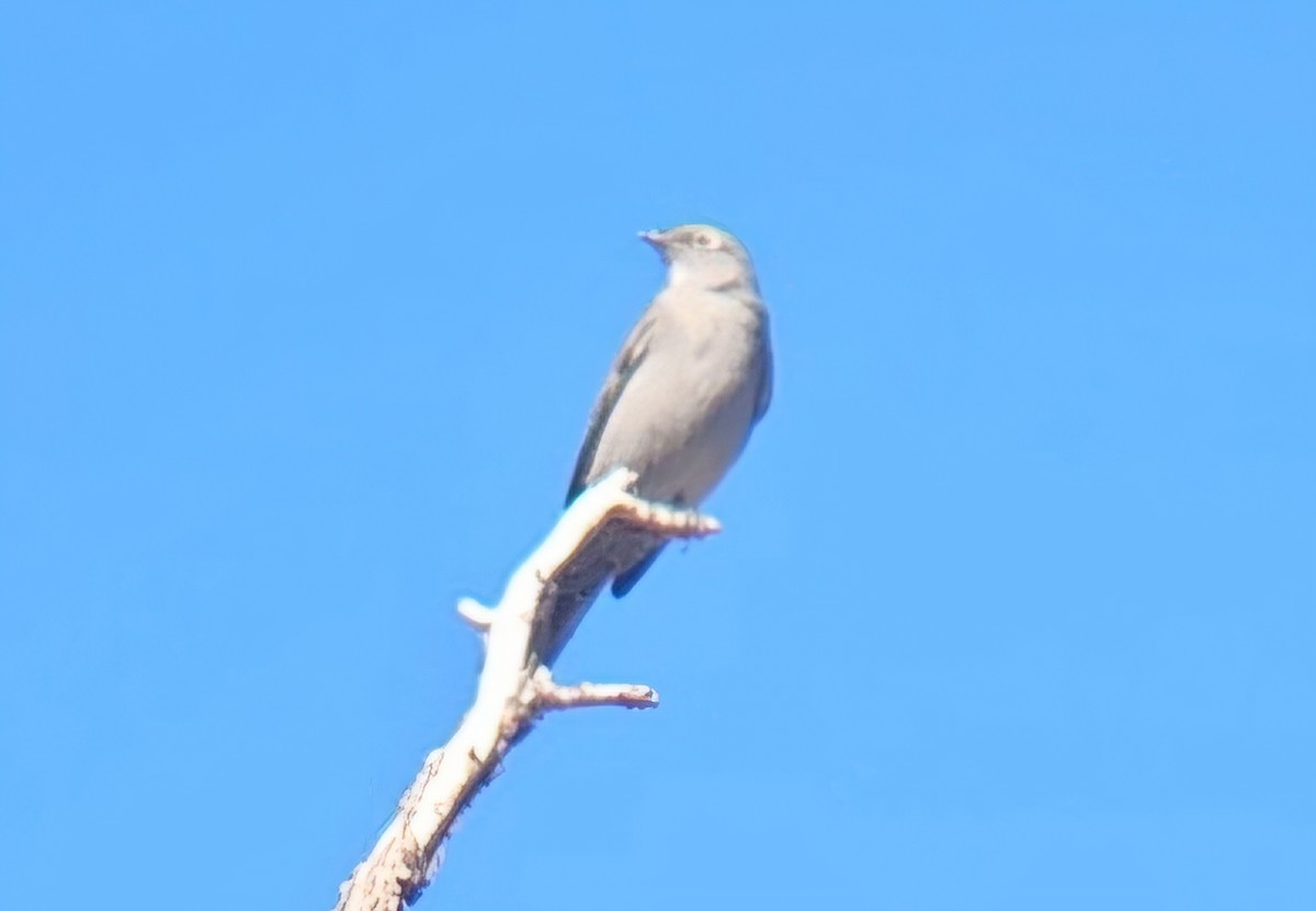 Townsend's Solitaire - ML644442238