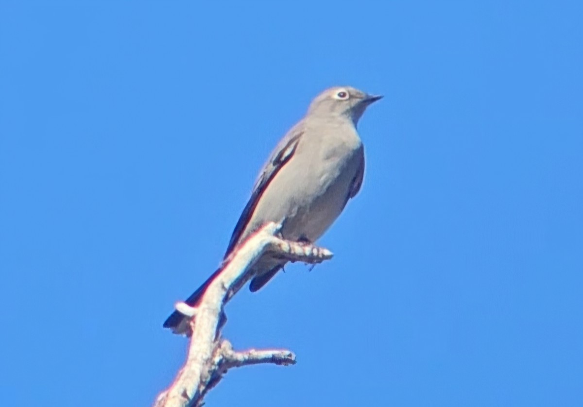 Townsend's Solitaire - ML644442239