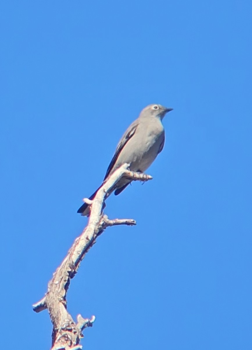 Townsend's Solitaire - ML644442240