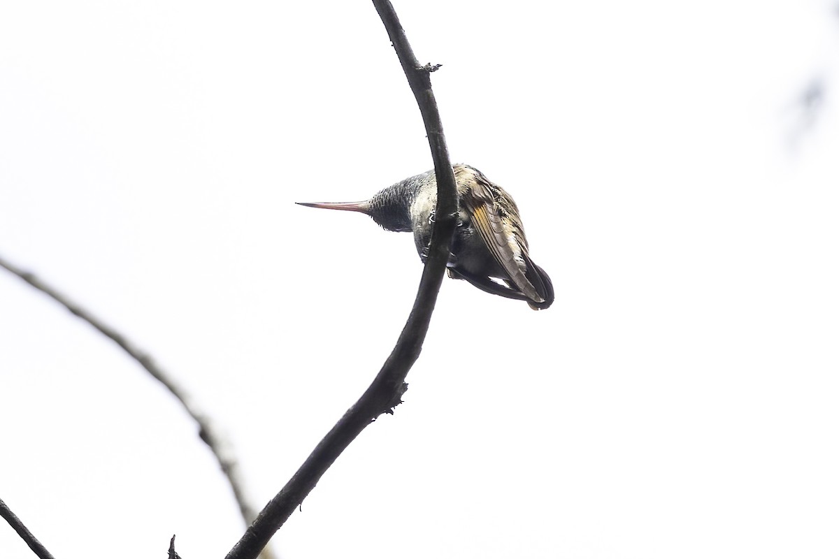 beryllkolibri - ML644442243