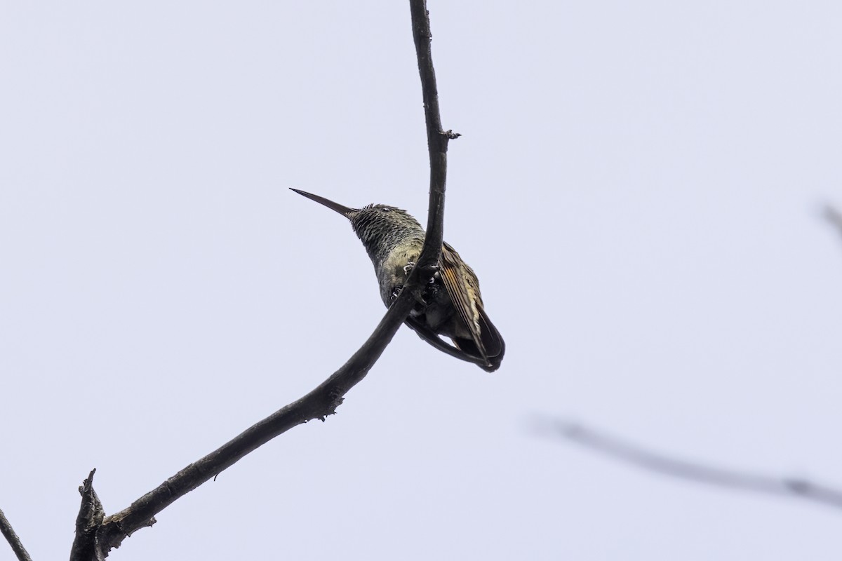 beryllkolibri - ML644442244