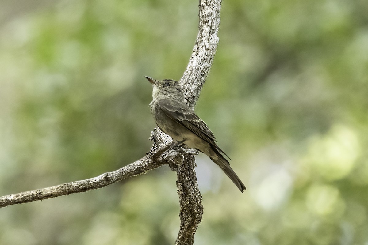 vestpivi - ML644442251