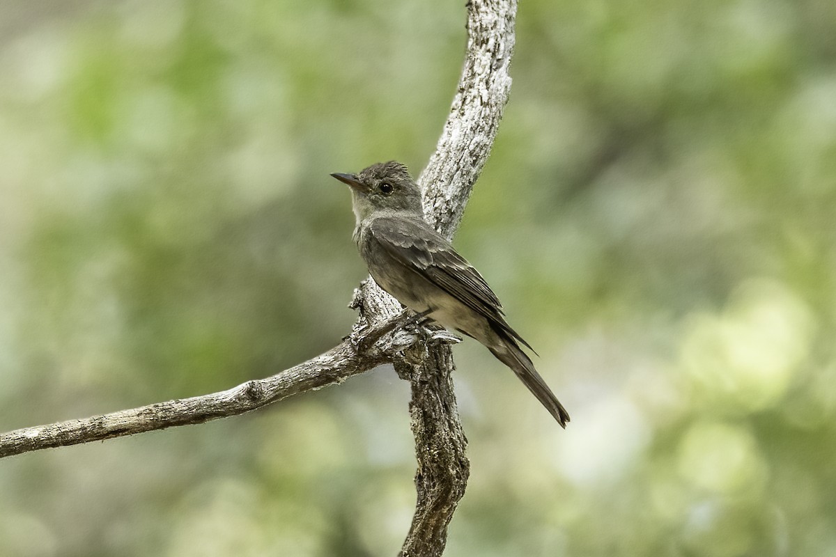 vestpivi - ML644442252