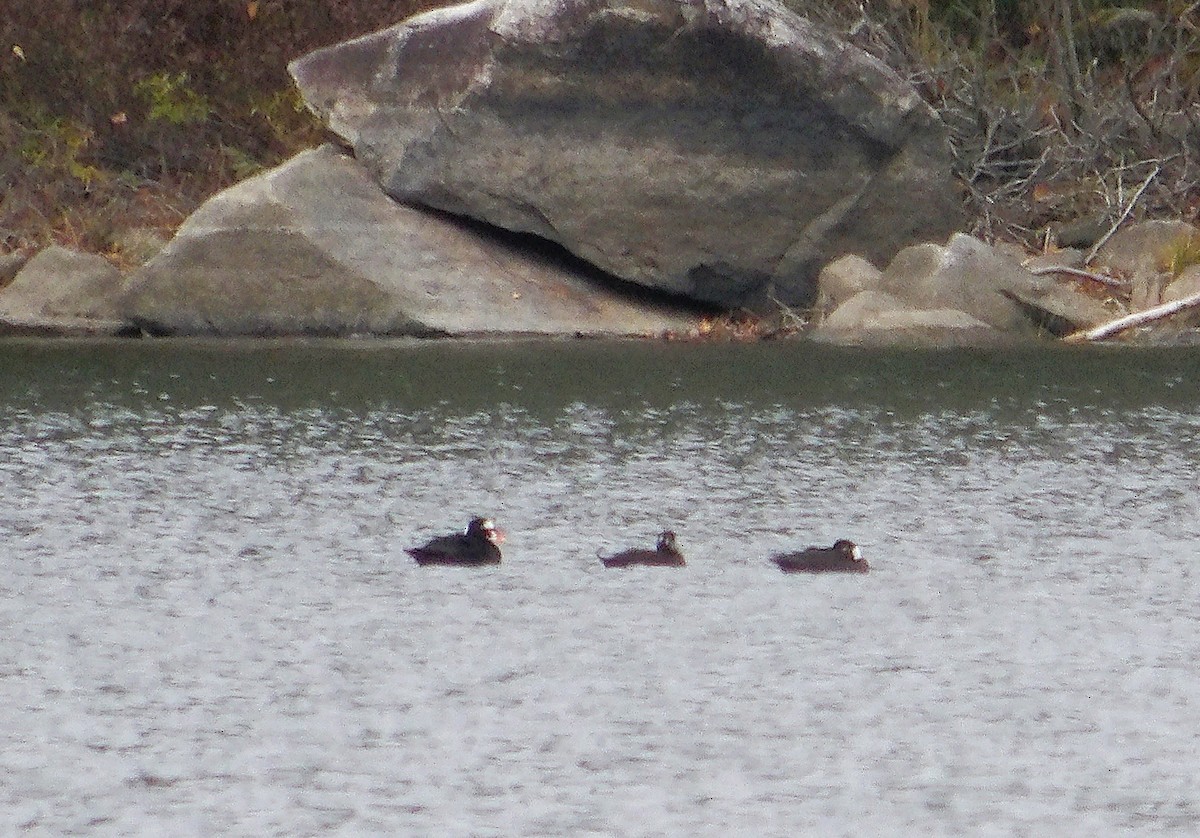 Macreuse à front blanc - ML644442258