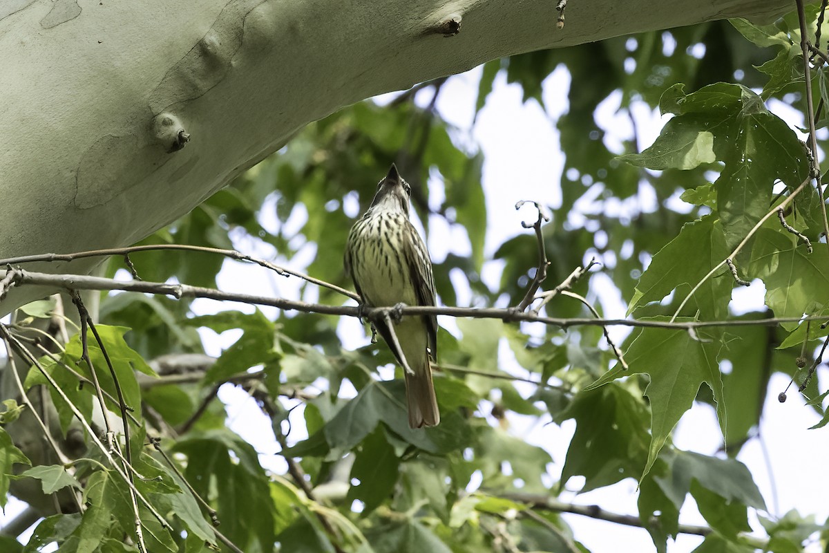 svovelbuktyrann - ML644442261