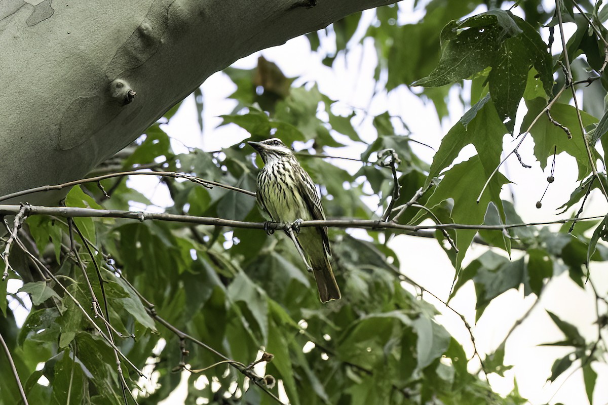 svovelbuktyrann - ML644442262