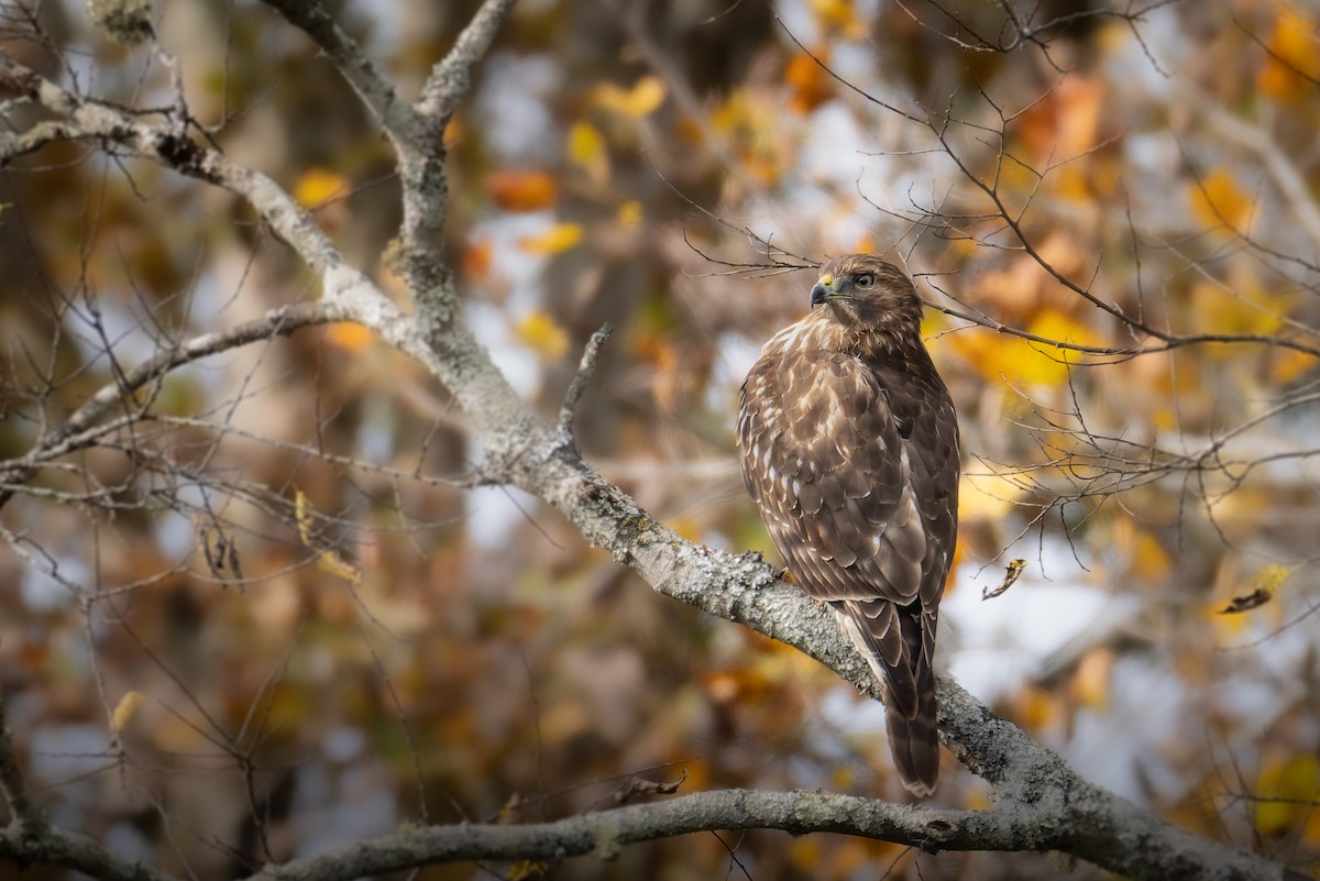 rødvingevåk (lineatus gr.) - ML644442263