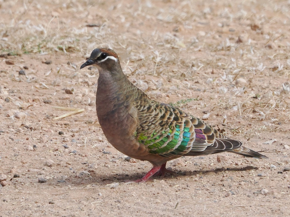 Common Bronzewing - ML644442264