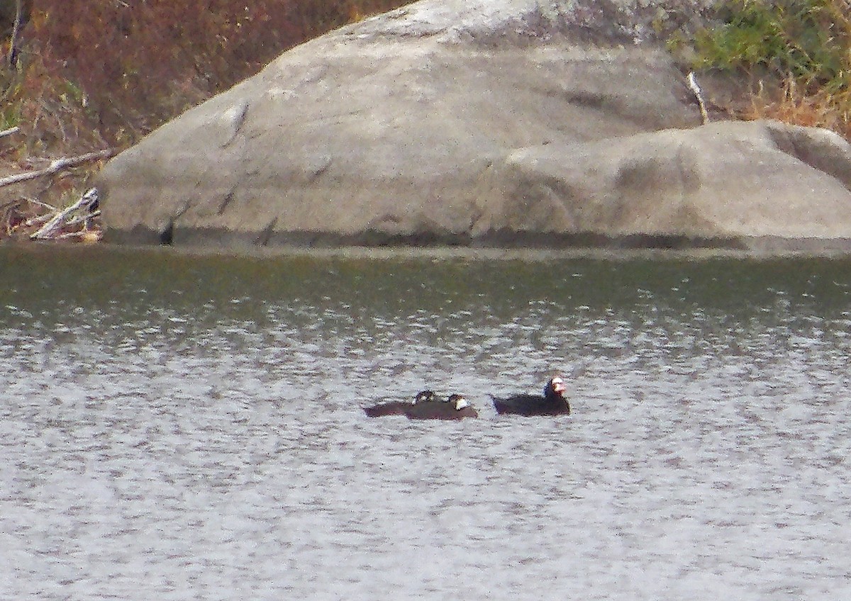 Macreuse à front blanc - ML644442266