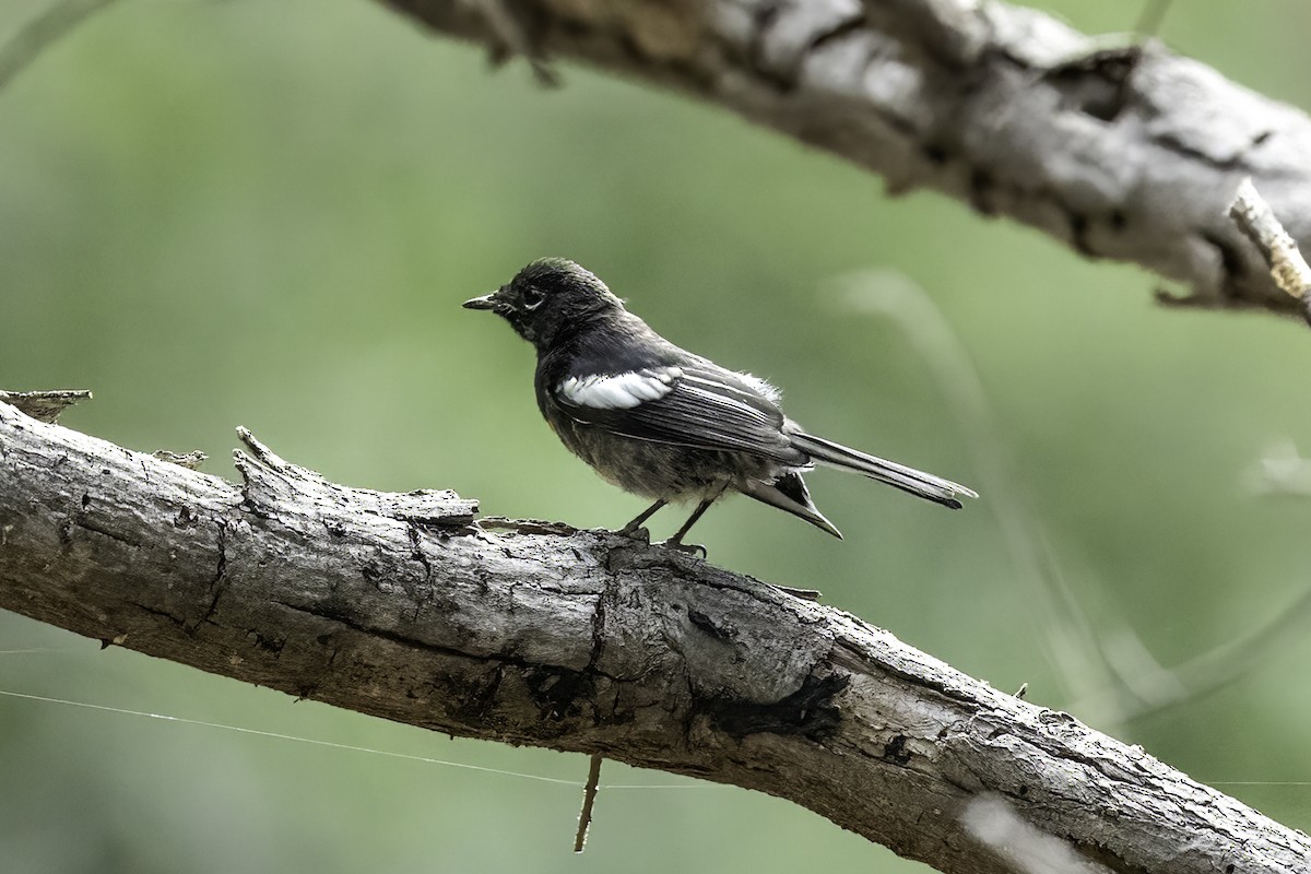 hvitvingehvitstjert - ML644442268