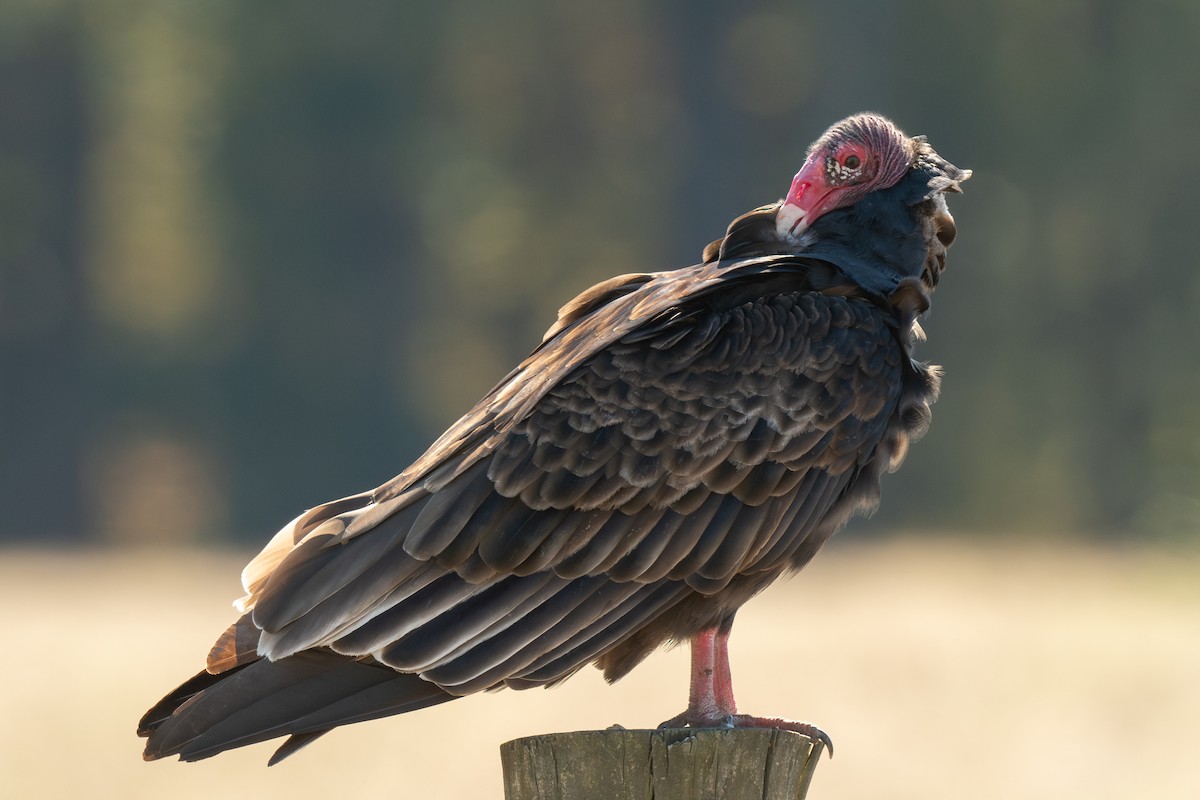 Turkey Vulture - ML644442295