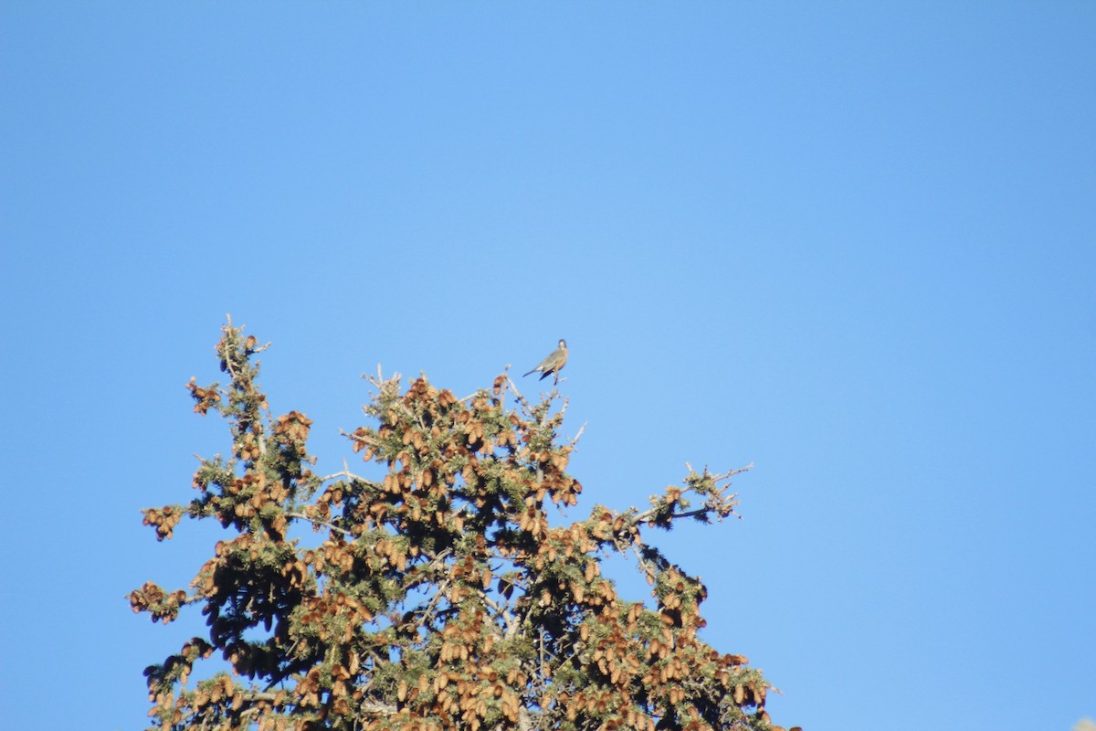 American Robin - ML644442302