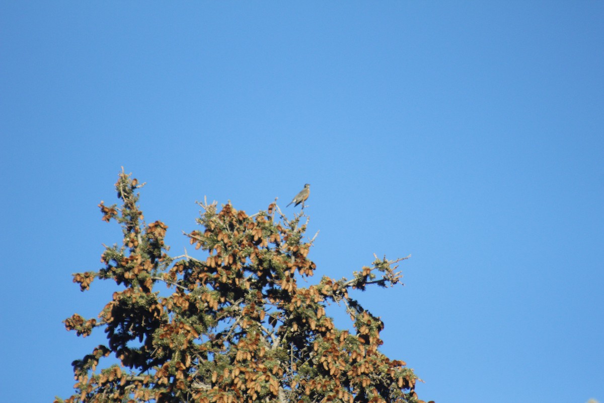 American Robin - ML644442303