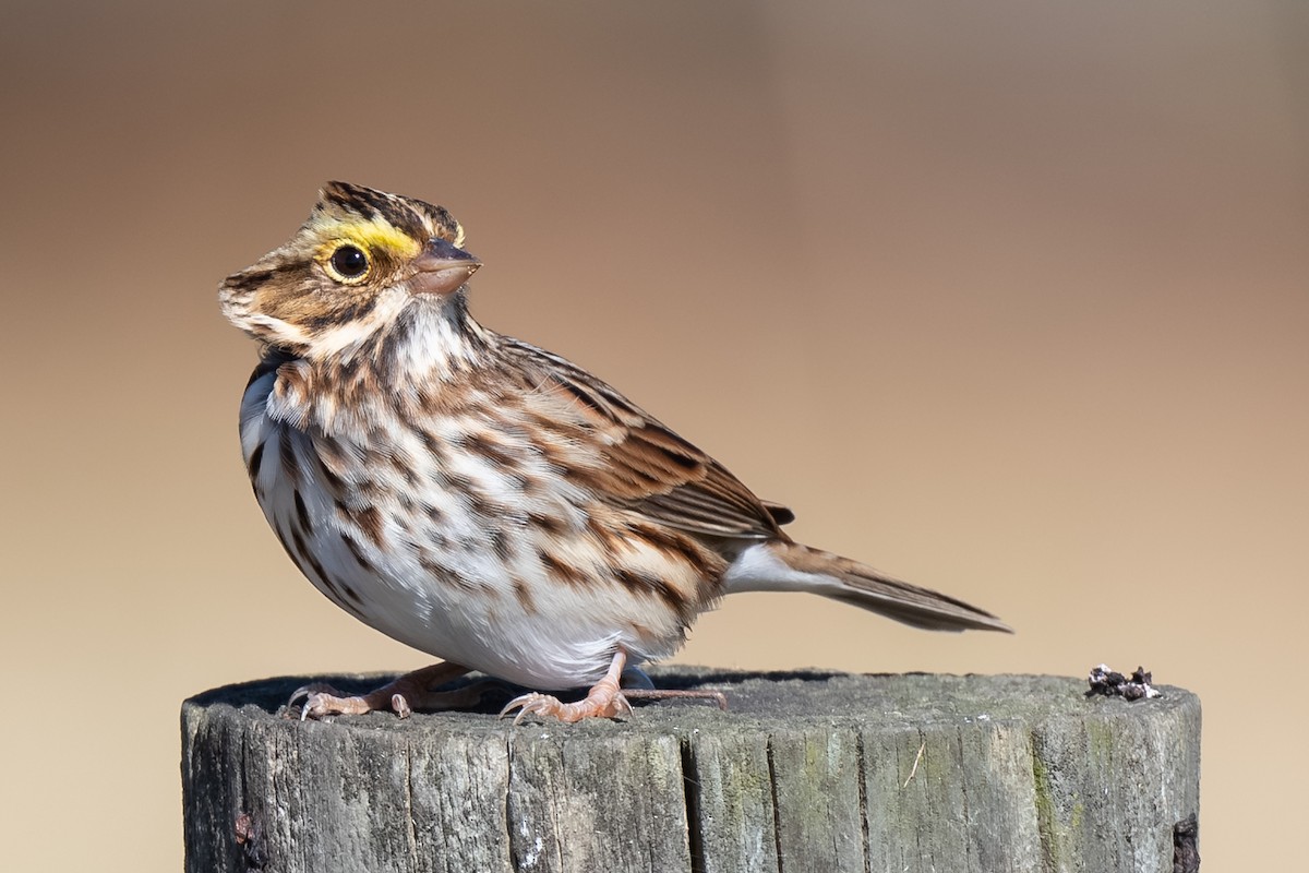 Savannah Sparrow - ML644442306