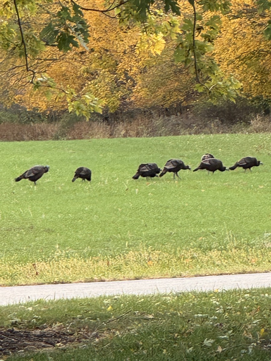 シチメンチョウ - ML644442321