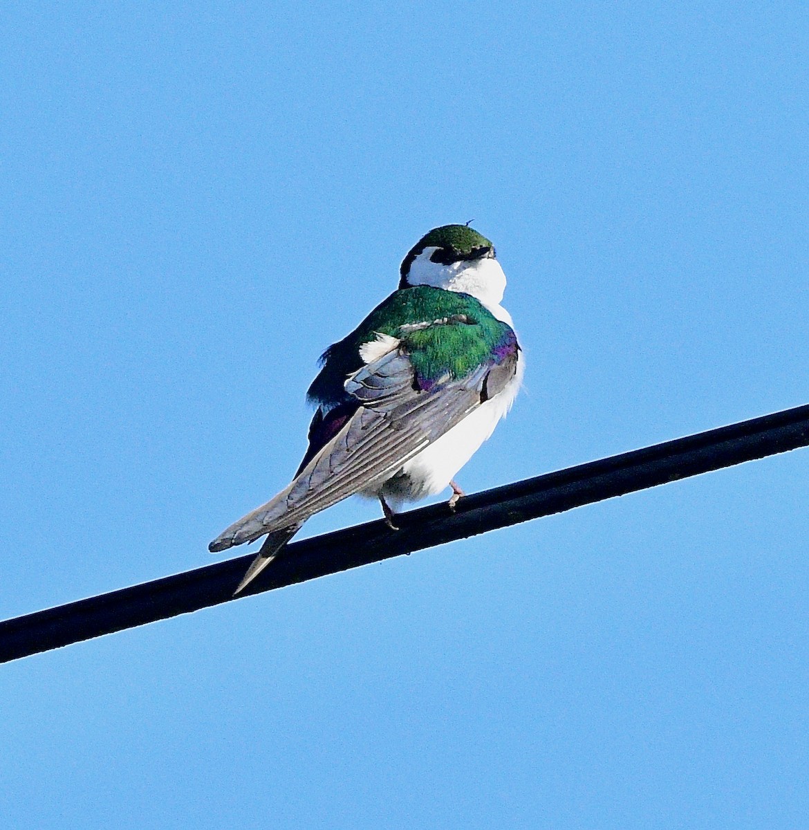 スミレミドリツバメ - ML644442330