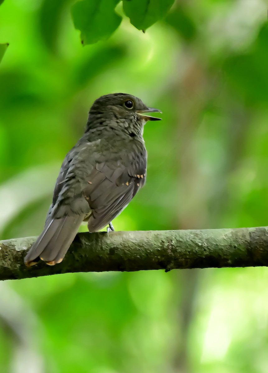 Cinereous Mourner - ML644442331