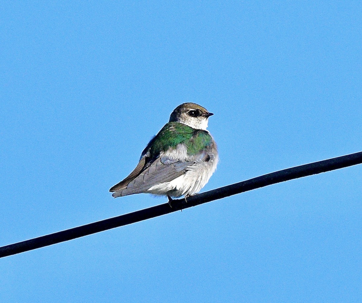 スミレミドリツバメ - ML644442338