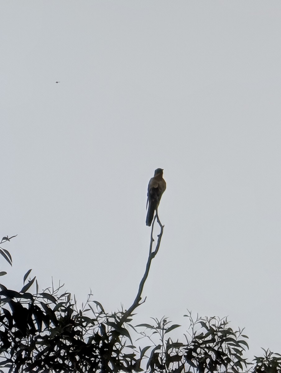 Fan-tailed Cuckoo - ML644442340