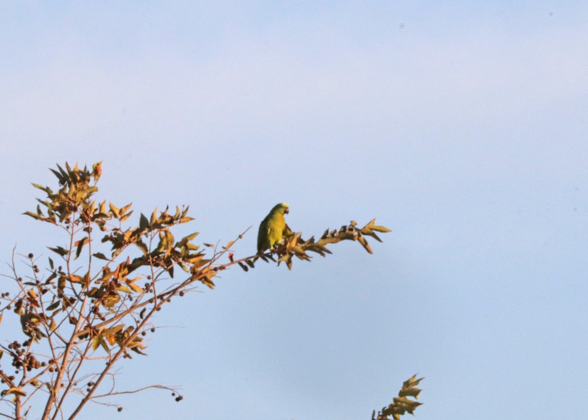 Yellow-crowned Amazon - ML644442359