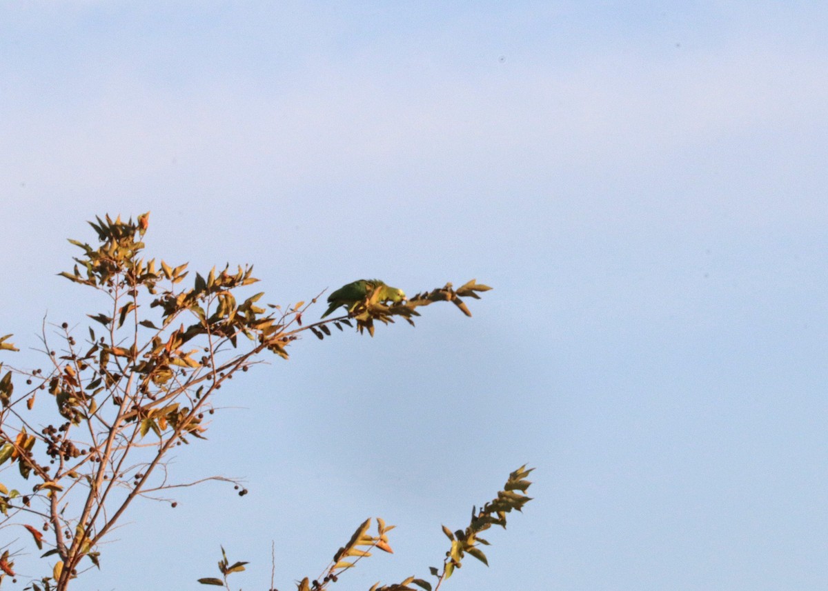 Yellow-crowned Amazon - ML644442360