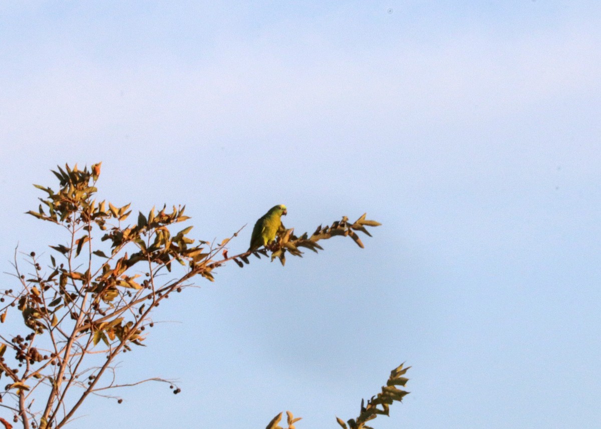 Yellow-crowned Amazon - ML644442361