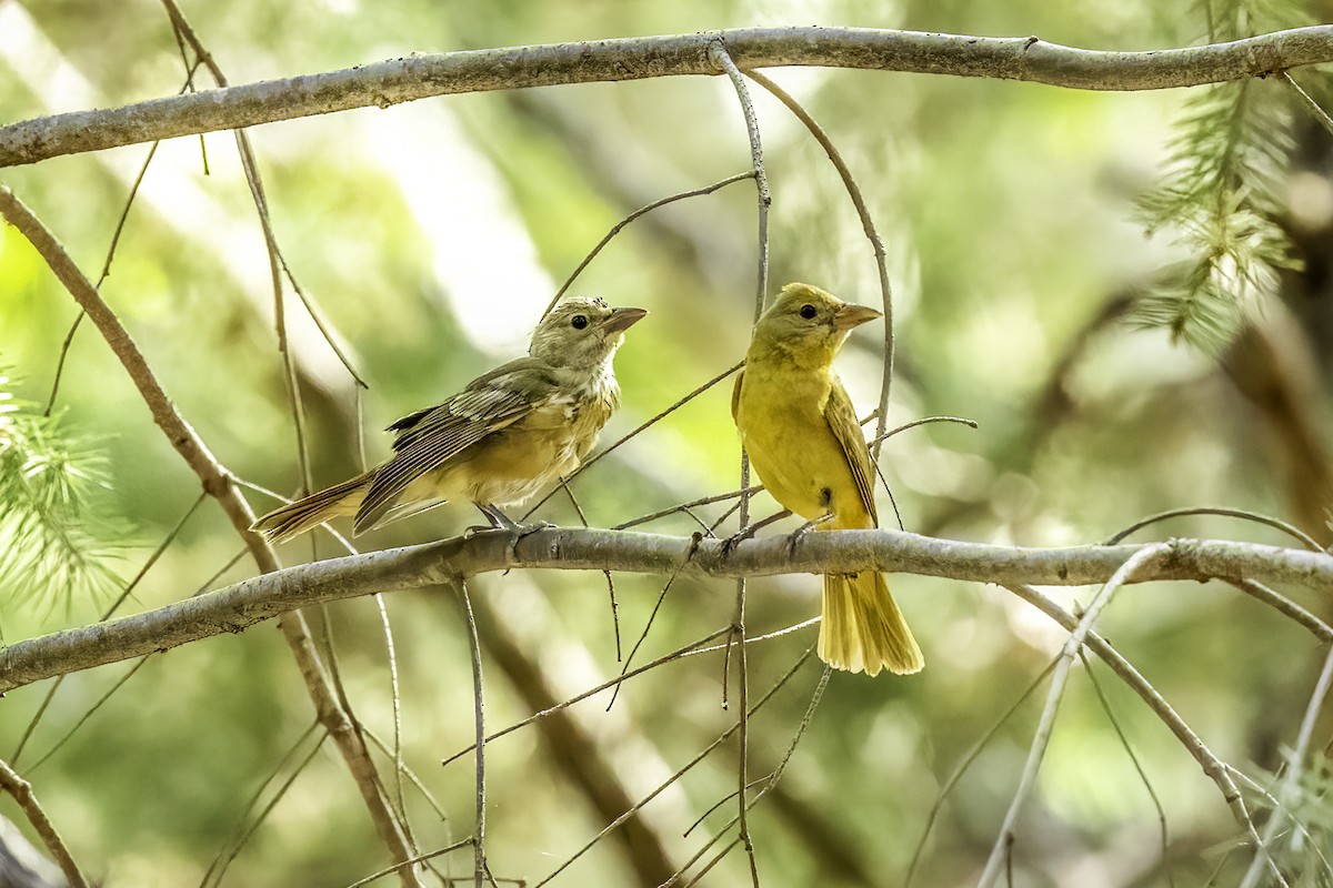 sommerpiranga - ML644442363