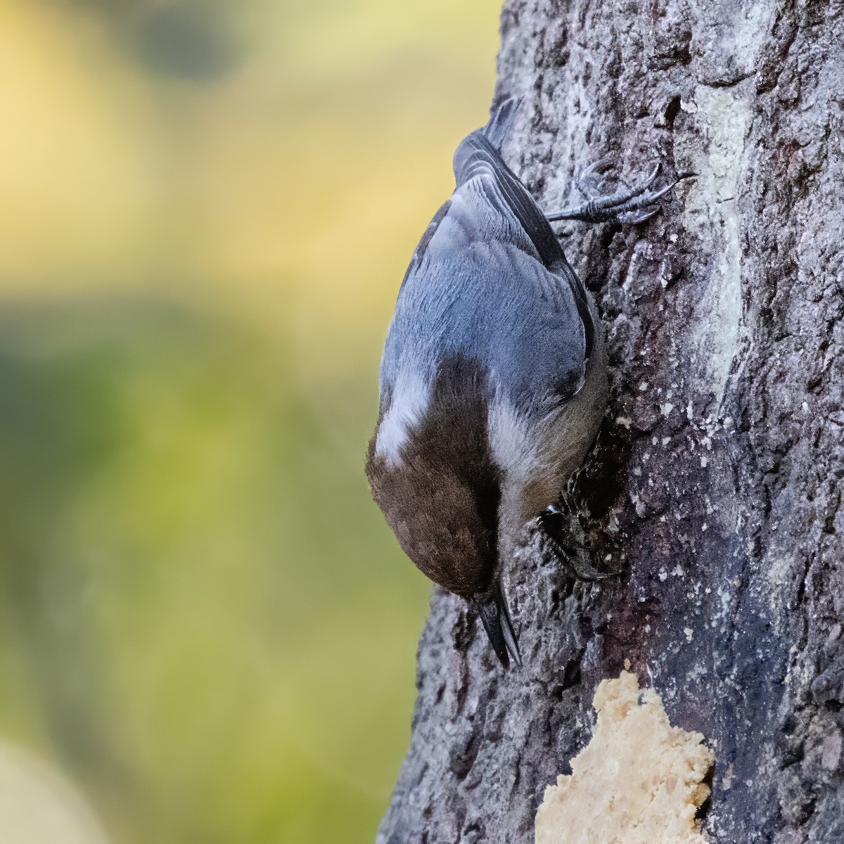 brhlík hnědohlavý - ML644442365