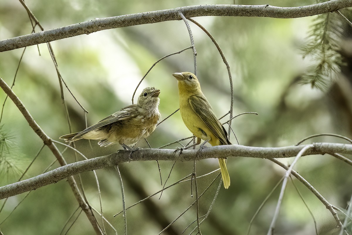 sommerpiranga - ML644442373