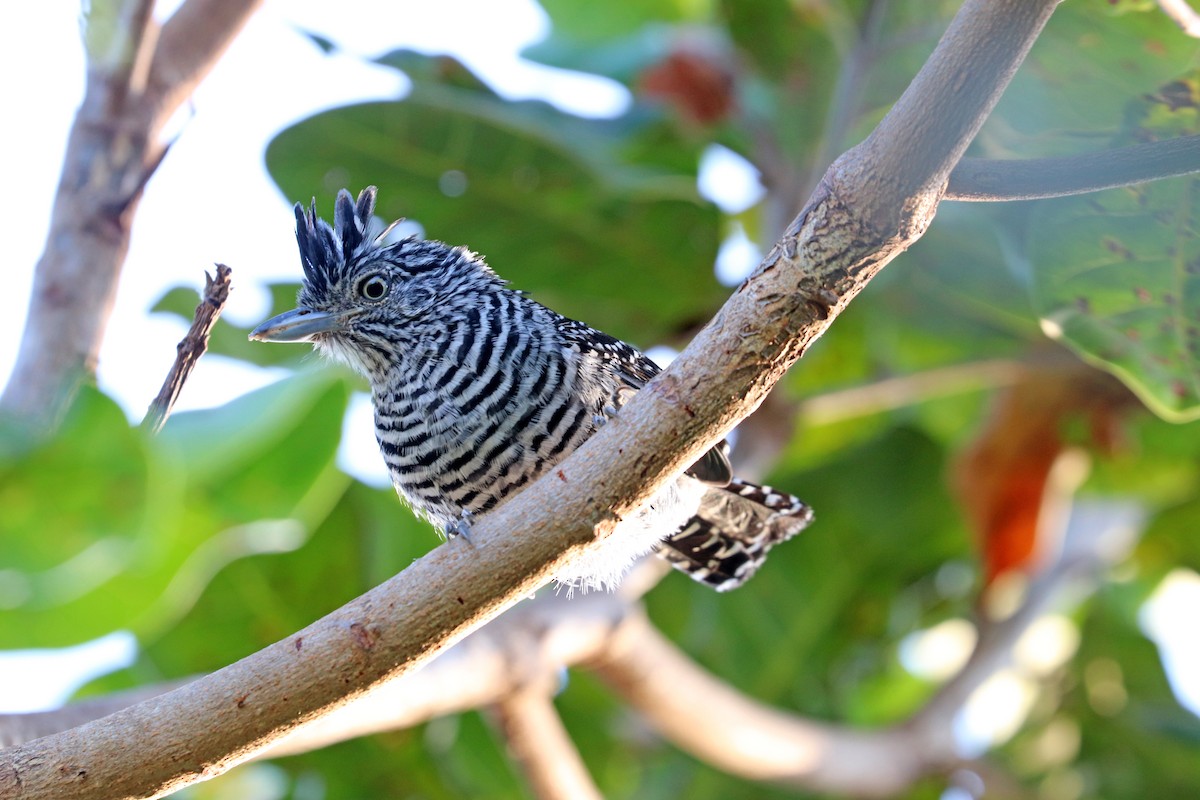 Barred Antshrike - ML644442375