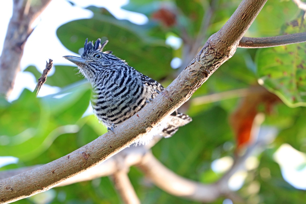Barred Antshrike - ML644442376