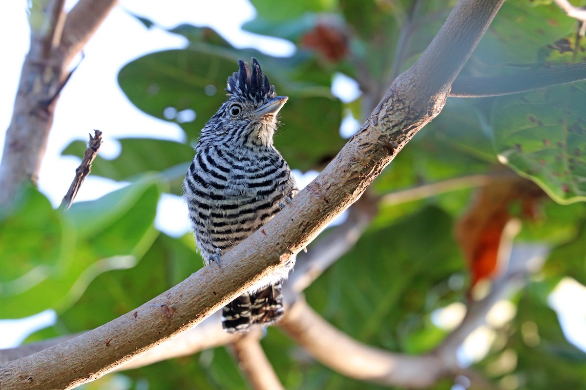 Barred Antshrike - ML644442377