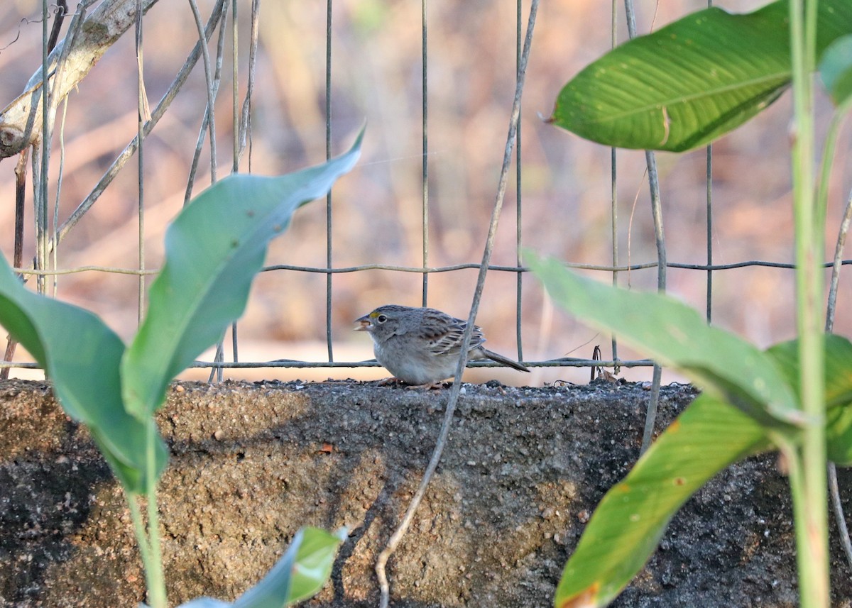 Wachtelammer - ML644442382