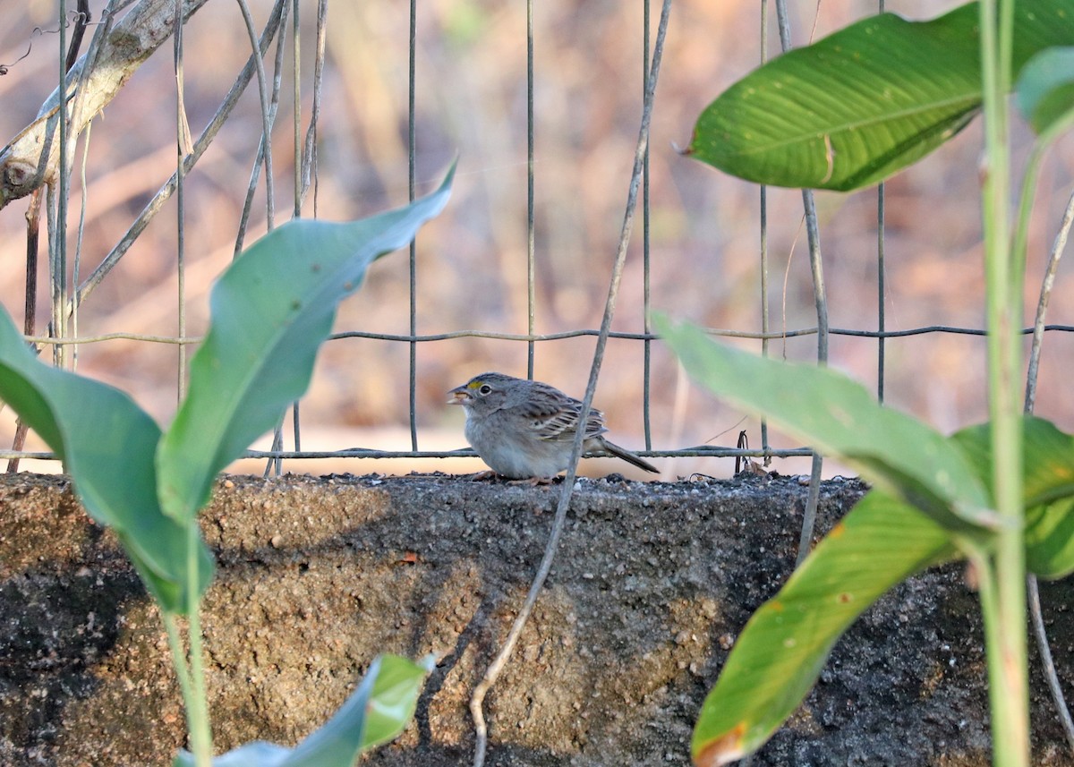 Wachtelammer - ML644442383