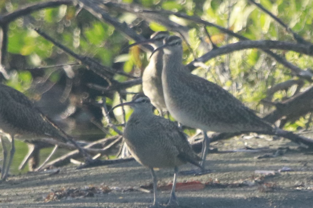 美洲中杓鷸 - ML644442384