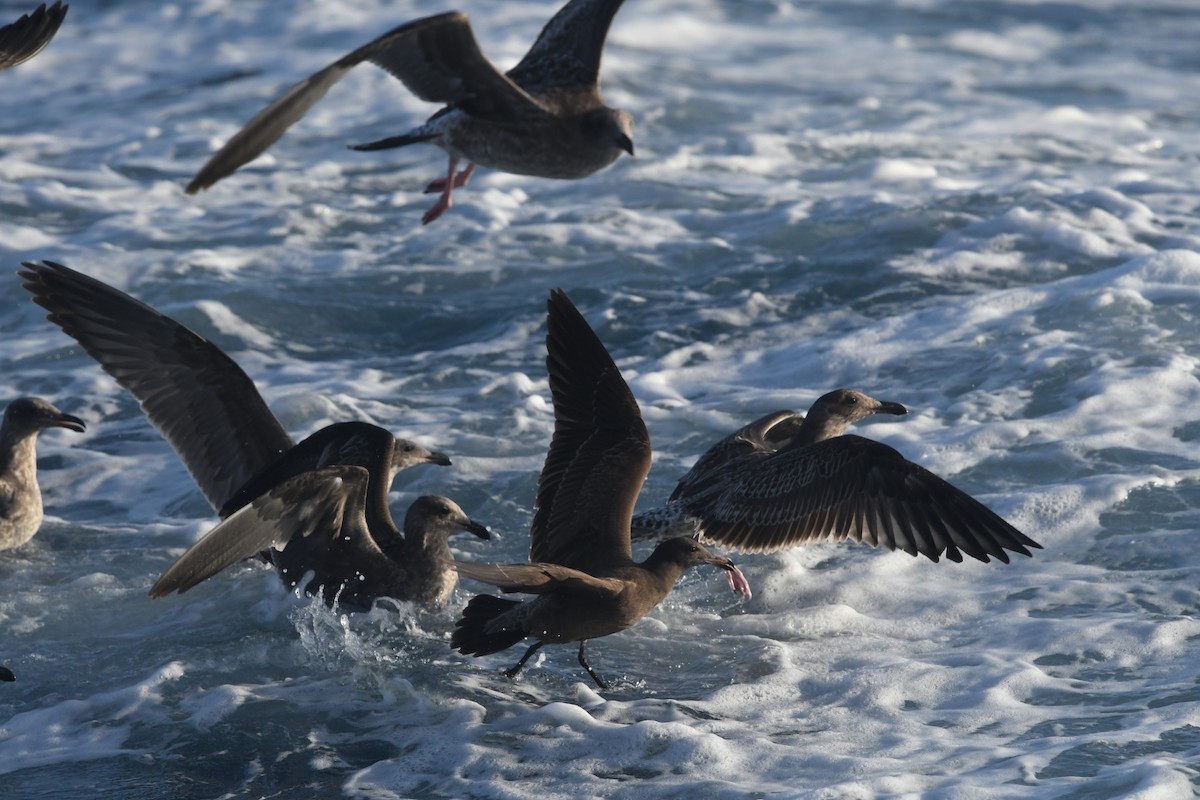 Western Gull - ML644442389