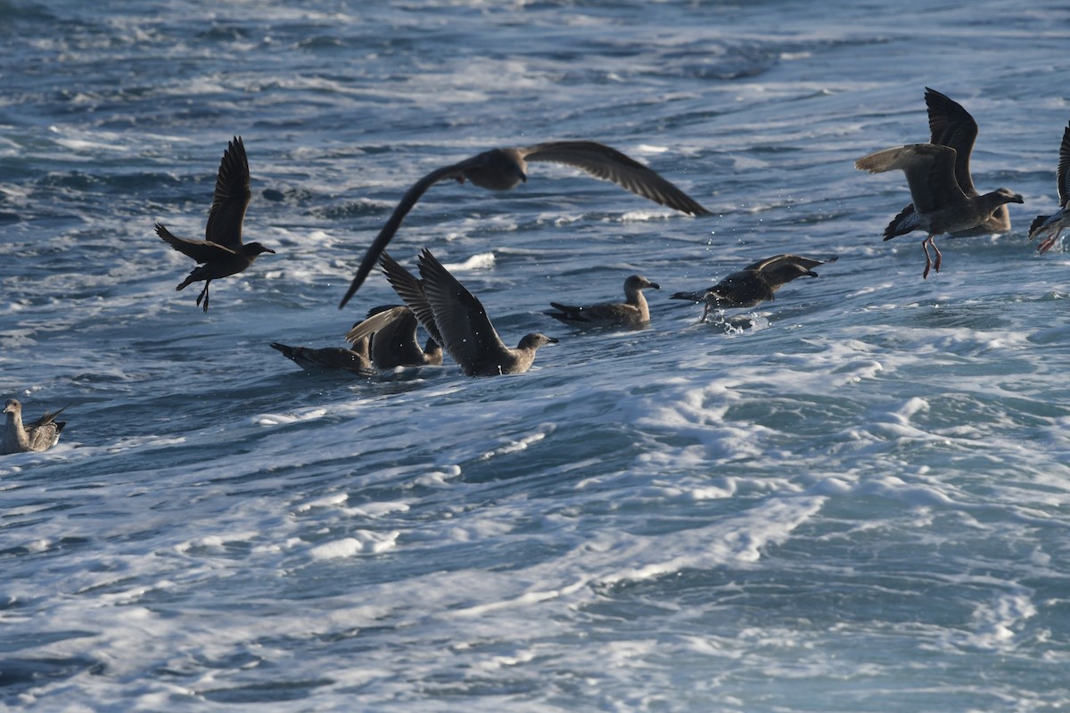 Western Gull - ML644442390