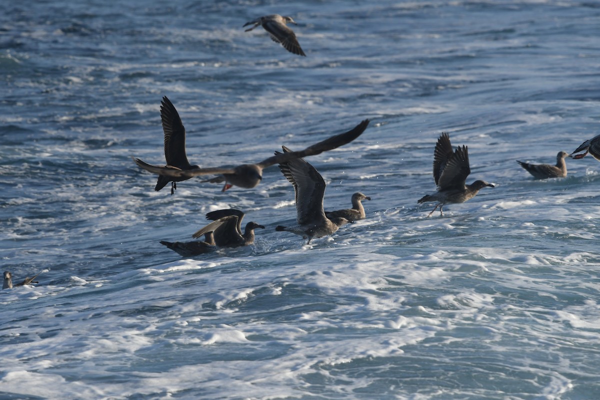 Western Gull - ML644442391