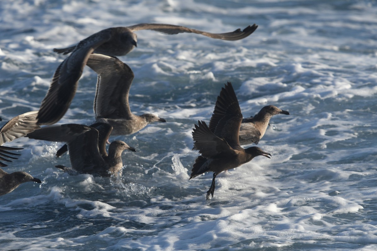 Western Gull - ML644442392