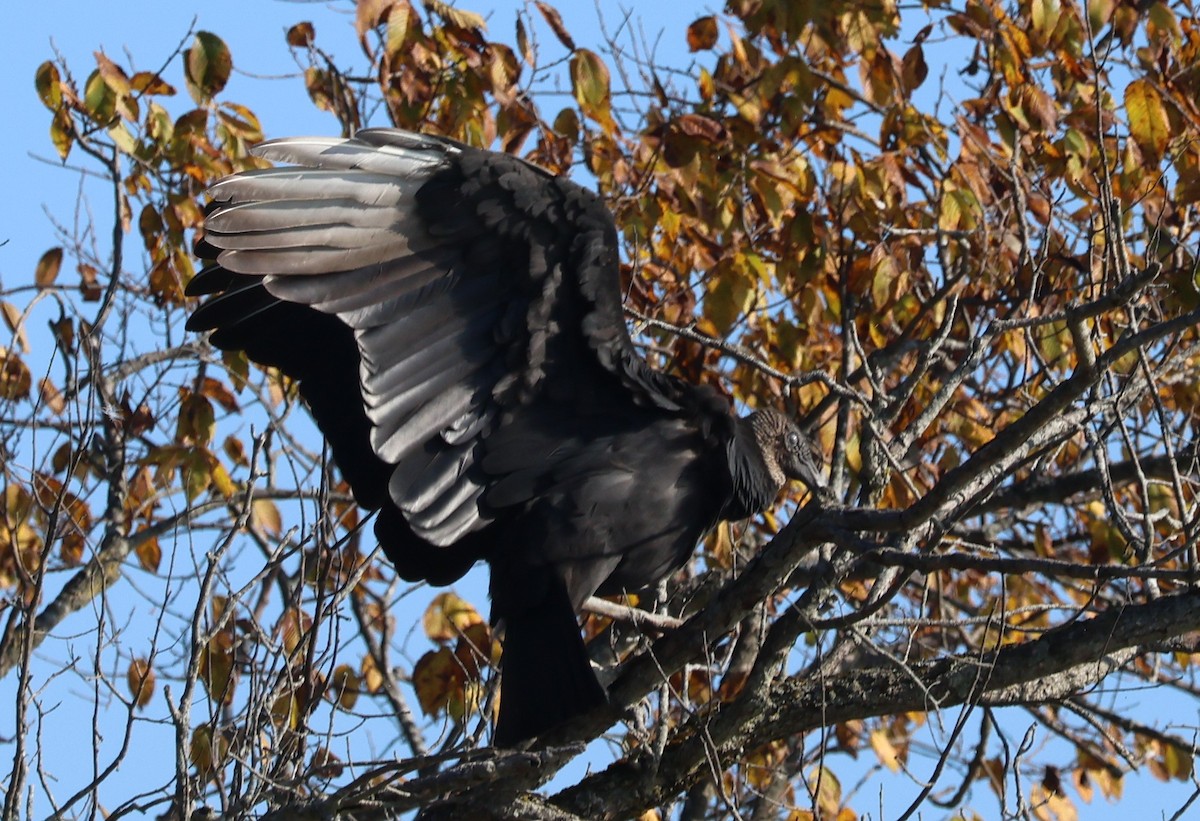 Black Vulture - ML644442393